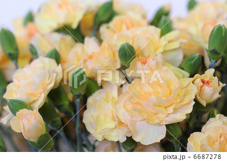 カーネーション 「カスタード」 6687278