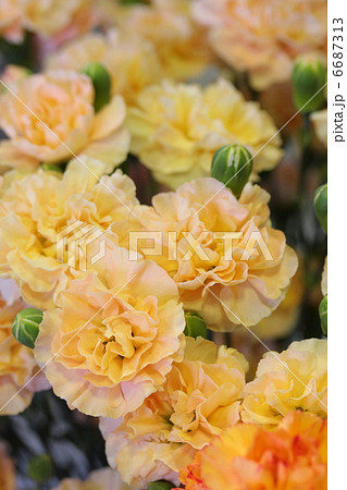 カーネーション 「セーラームーンオレンジ」 6687313