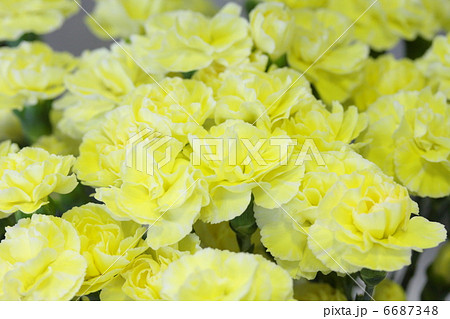 カーネーション 「ライトクリームキャンドル」 6687348