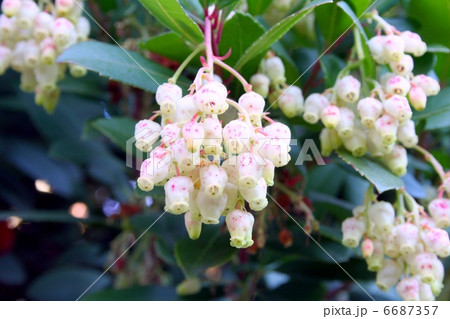 円錐花序に釣鐘状の小花をつけるイチゴの木の写真素材