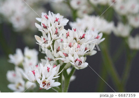 イワヤツデの花 6687359