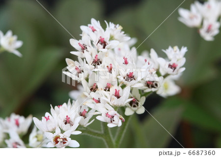 イワヤツデの花 イワヤツデの花 6687360