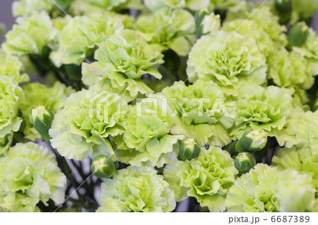 カーネーション 「ラスカルグリーン」 6687389