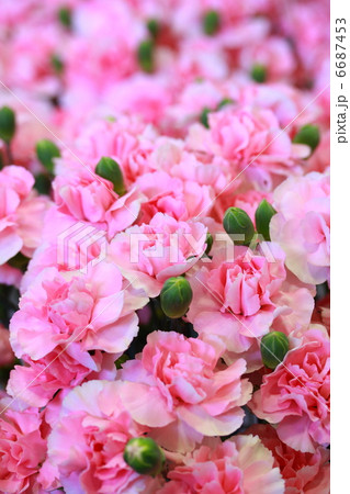 カーネーション 「ミュール」 6687453