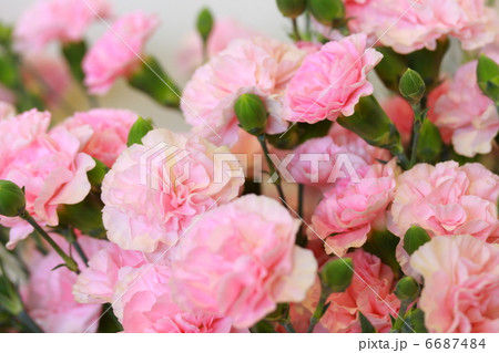 カーネーション 「シュプール」 6687484