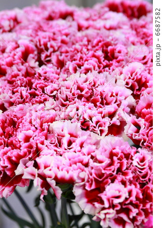 カーネーション 「ジャコビニ」 6687582