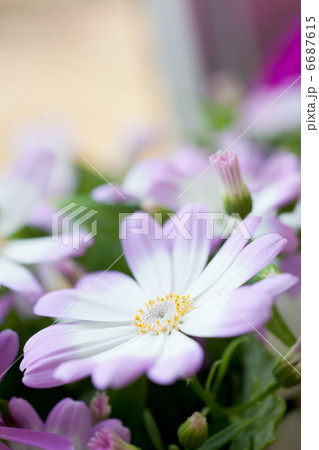 サイネリア　ピンク 6687615