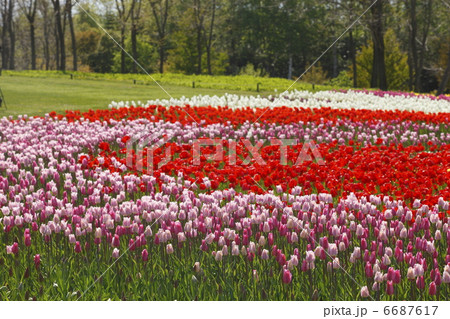 チューリップ畑 6687617