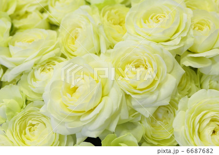 薔薇 「ユノ」 薔薇 「ユノ」 6687682