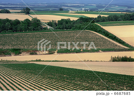 パッチワークの大地 6687685