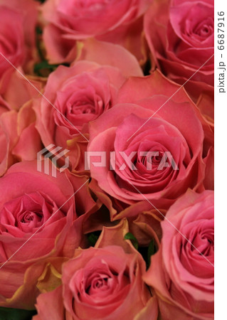 薔薇 ブロッサムピンク の写真素材