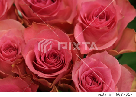 薔薇 ブロッサムピンク の写真素材