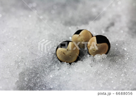 フウセンカズラ 6688056