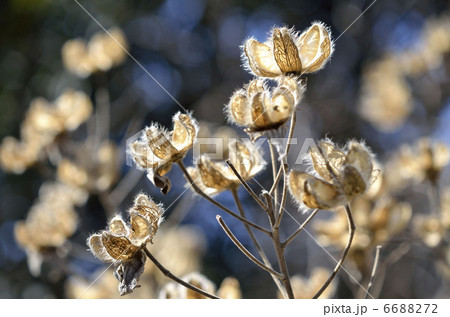 枯れ芙蓉 枯れ芙蓉 6688272