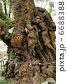 来宮神社大楠 6688388