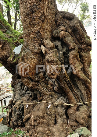 来宮神社大楠 6688388