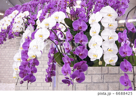 二色の胡蝶蘭 紫 白 のディスプレイ 世界らん展の写真素材