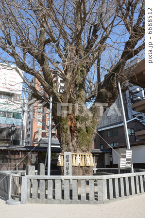 櫛田の銀杏 櫛田の銀杏 6688512