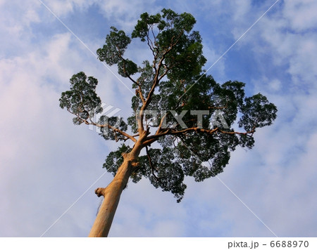 精霊が住む木 （メンガリス） 6688970