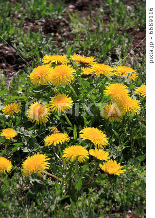 タンポポ 6689116