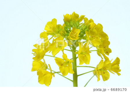 春の菜の花 春の菜の花 6689170