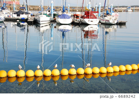 羽を休めるカモメ 羽を休めるカモメ 6689242