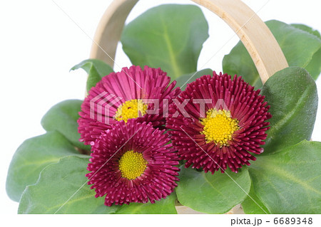 紅い雛菊の花籠 紅い雛菊の花籠 6689348