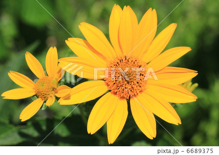 キクイモモドキの花 キクイモモドキの花 6689375