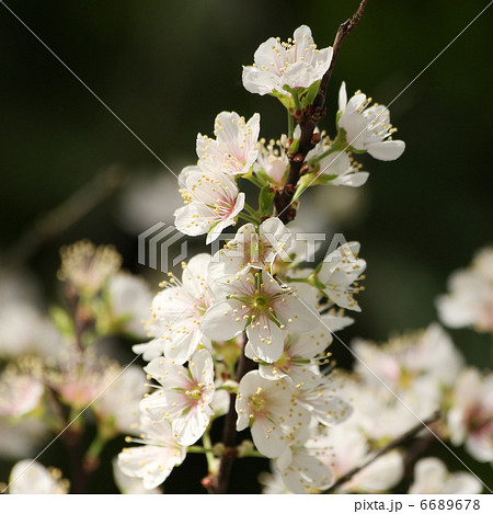 クラブアップル 6689678