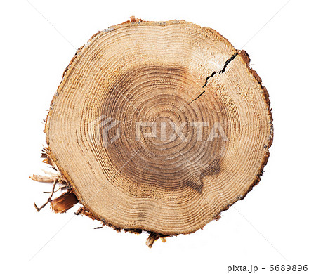 白背景に切り株 6689896