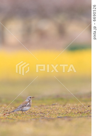 ノハラツグミ 6690526