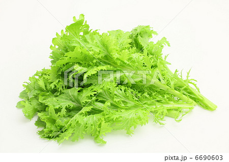 野菜　わさび菜 6690603