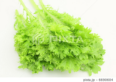 野菜 わさび菜 野菜 わさび菜 6690604