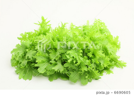 野菜　わさび菜 6690605