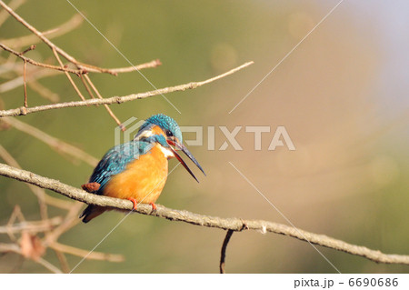 ペレットを吐くカワセミ 6690686