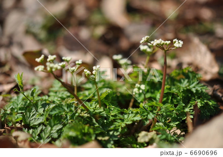 セントウソウ 6690696