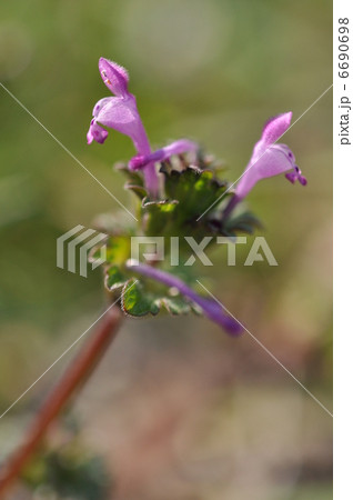 ホトケノザ 6690698