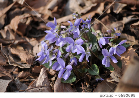 コスミレ 6690699