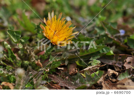 カントウタンポポ 6690700