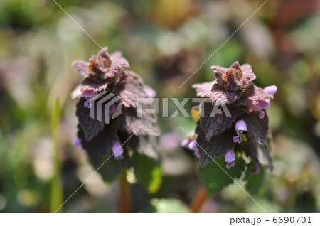 ヒメオドリコソウ 6690701