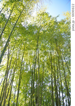 春の光を浴びる竹林 6690822