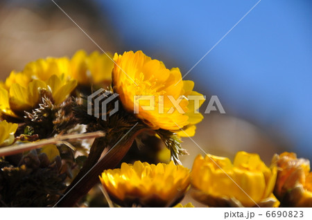 春を告げる花 春を告げる花 6690823