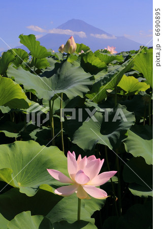 ハスと富士山 ハスと富士山 6690895