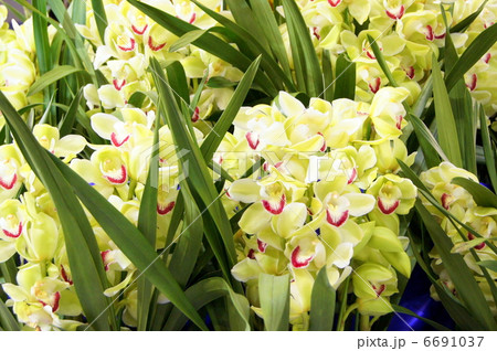 咲き乱れるシンビジウム（黄緑）：世界らん展 6691037