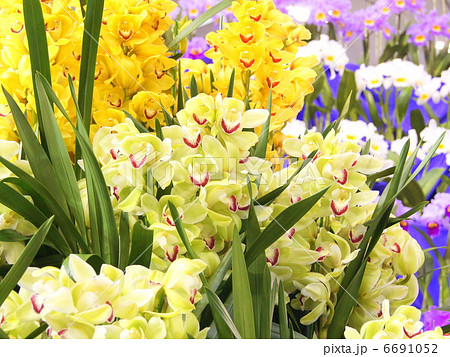 咲き乱れるシンビジウム（黄緑）：世界らん展 6691052