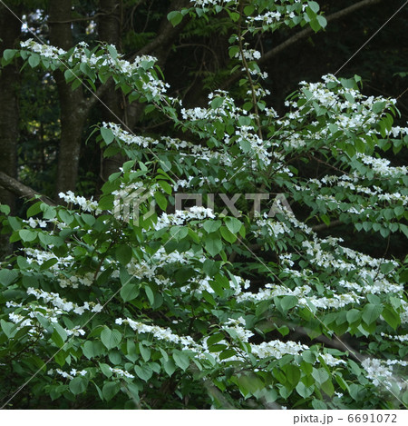 ヤブデマリ 6691072