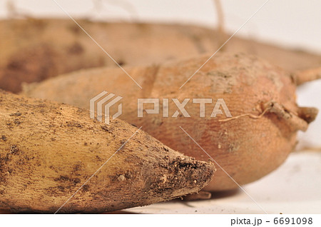 ヤーコン 6691098