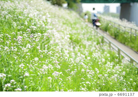 春の河原 春の河原 6691137