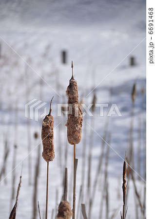 ガマの穂 6691468