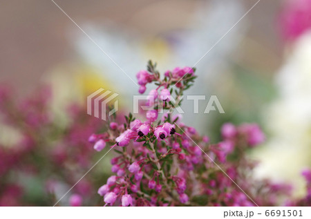 ジャノメエリカ ジャノメエリカ 6691501